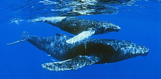 Τα πιο επικερδή ντοκιμαντέρ όλων των εποχών