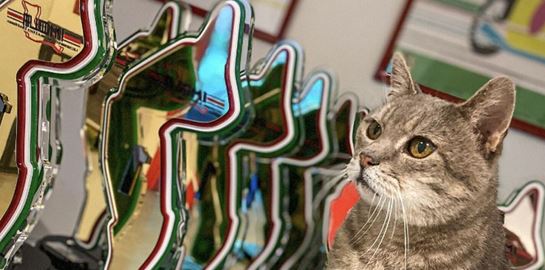 Formulino, ο τυχερός γάτος της Formula 1