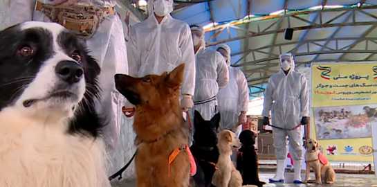 Οι εκπαιδευμένοι για να ανιχνεύουν τον κορoνοϊό σκύλοι της Τεχεράνης