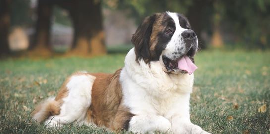 5 ράτσες σκύλων που ζουν για λιγότερα χρόνια