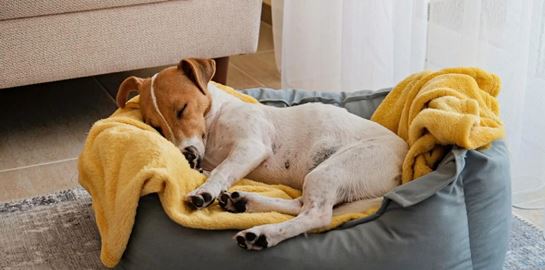 Πώς να εκπαιδεύσεις τον σκύλο σου να κοιμάται στο κρεβάτι του