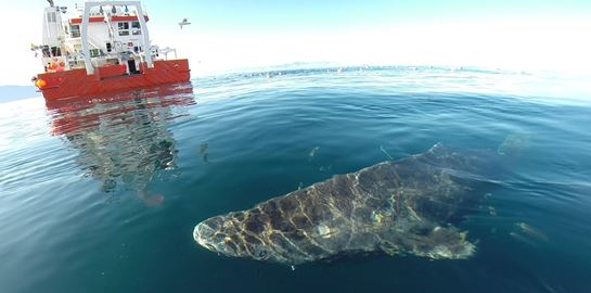 Ο καρχαρίας των 400 ετών