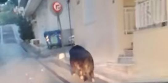 Πλέον, κυκλοφορούν κι αγριογούρουνα στο Περιστέρι (video)