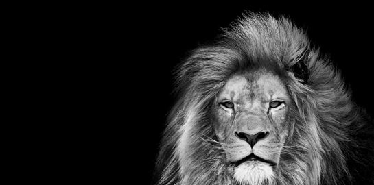 Μερικοί άντρες πιστεύουν πως μπορούν να κερδίσουν (!) ένα λιοντάρι