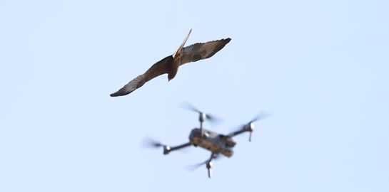 Ταριχευμένα πουλιά, η νέα τάση στα drones