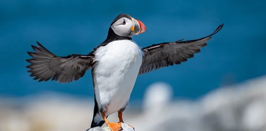 Αν θέλεις να μετράς θαλάσσιους παπαγάλους και να δουλεύεις, αυτή είναι η ευκαιρία σου
