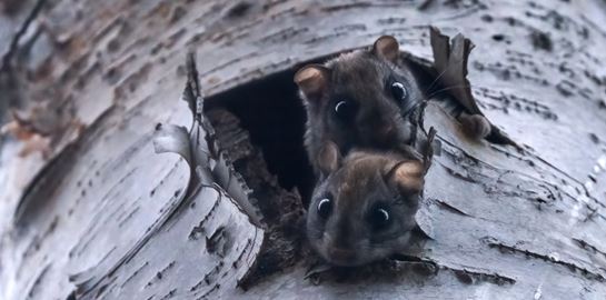 Γιατί κάποια ζώα φωσφορίζουν