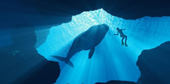 Ένας οδηγός επιβίωσης σε περίπτωση που σε καταπιεί φάλαινα