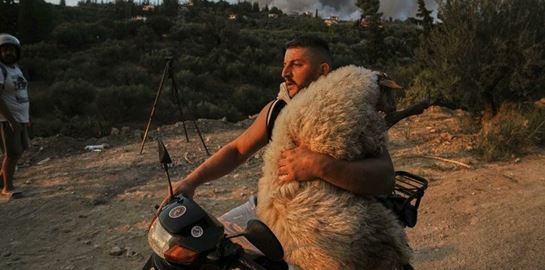 H viral φωτογραφία του 33χρονου που σώζει το πρόβατο πάνω στο μηχανάκι