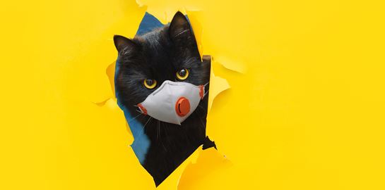 Κι όμως, οι γάτες μπορούν να κολλήσουν Covid-19 και μάλιστα σοβαρά