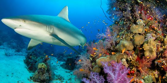 Το εμβόλιο του κορονοϊού ίσως σκοτώσει 500.000 καρχαρίες