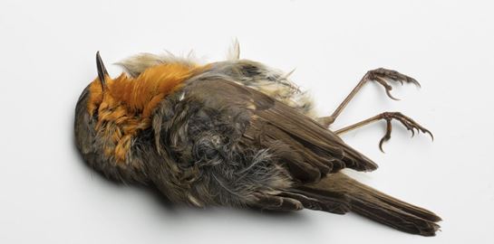 Επιστήμονες μετέτρεψαν νεκρά πουλιά σε ζόμπι-drones για να μας κατασκοπεύουν