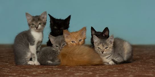 Αυτή είναι η πιο έξυπνη ράτσα γάτας στον κόσμο