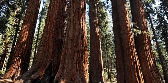 Το ψηλότερο δέντρο στον κόσμο δε δέχεται επισκέπτες