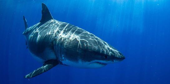 Τηλεόραση στα σαγόνια του καρχαρία