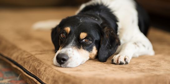 Μία αινιγματική ασθένεια προσβάλλει τους σκύλους στις ΗΠΑ