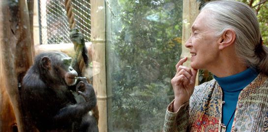 Έφυγε από τη ζωή η &#39;αληθινή ηρωίδα του πλανήτη&#39; Jane Goodall
