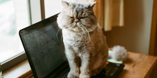 Γιατί οι γάτες αγαπούν τα πληκτρολόγια
