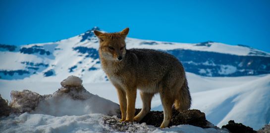 Το επικό ταξίδι μίας αρκτικής αλεπούς από τη Νορβηγία στον Καναδά