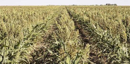 Οι προμήθειες του πλανήτη τελειώνουν και όλοι γνωρίζουμε ποιος φταίει