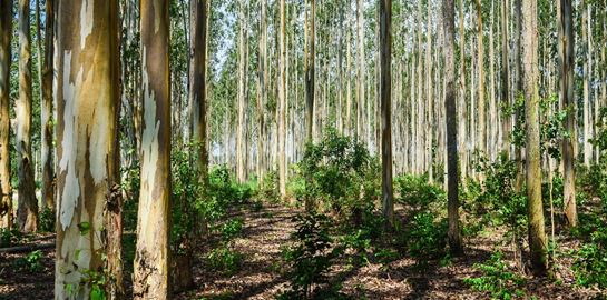 Στην Αίγυπτο φτιάχνουν δάση στην έρημο