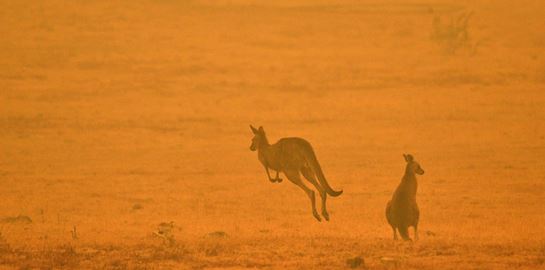 Πώς μπορείς να βοηθήσεις στις πυρκαγιές της Αυστραλίας