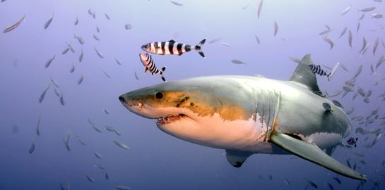 Τι συνέβη και ένα μεγάλο γκρουπ λευκών καρχαριών συγκεντρώθηκε στην Φλόριντα