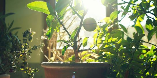 Τα φυτά στρεσάρονται, και δεν κάνουμε πλάκα