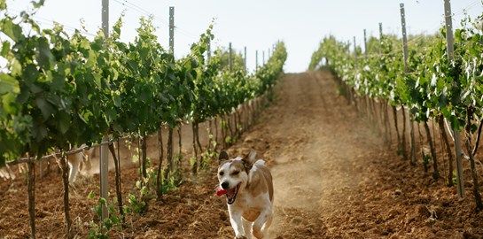 Απόδραση στις οινικές διαδρομές της Μαντινείας