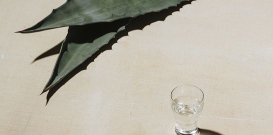 Η αγαύη επαναστάτησε