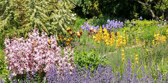 Αυτό είναι το πιο ανθεκτικό φυτό εκεί έξω - Aν του βάλεις φωτιά, δεν καίγεται