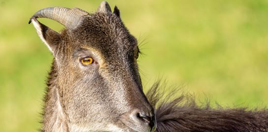 Σε άλλα νέα, στην Ιταλία χαρίζουν αγριοκάτσικα