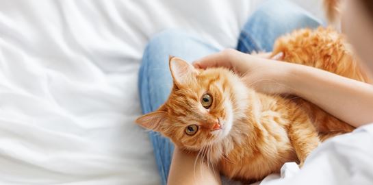 Γιατί ακούνε οι γάτες στο &quot;ψι ψι ψι&quot;