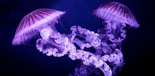 Μωβ μέδουσα: Οι περιοχές στην Ελλάδα με το μεγαλύτερο πρόβλημα