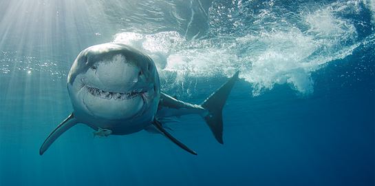 Οι επιθέσεις καρχαριών αυξάνονται