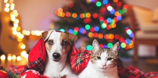 Αθόρυβα Πυροτεχνήματα | Η νέα πρωτοβουλία της Ειδικής Γραμματείας για την Προστασία των Ζώων Συντροφιάς