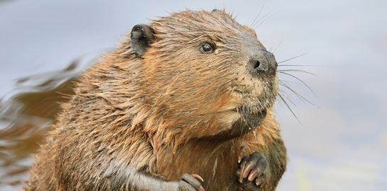 Κανένας πίθηκος, νέα έρευνα μας συνδέει με τους κάστορες