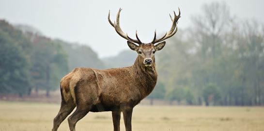 Ένα ελάφι τρέχει στη θάλασσα είναι ό,τι πιο όμορφο είδαμε τελευταία