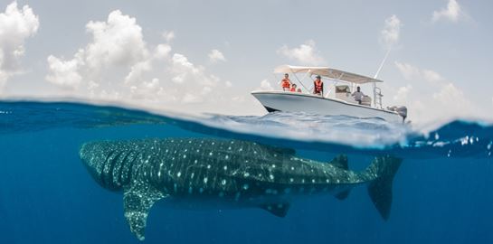 Απελευθερώνοντας τον μεγαλύτερο καρχαρία του πλανήτη