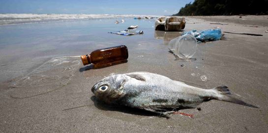 Ένα εκατομμύριο είδη ζώων και φυτών απειλούνται με εξαφάνιση