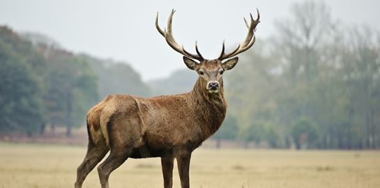 Όλα τα είχαμε, τα ελάφια - ζόμπι μας έλειπαν