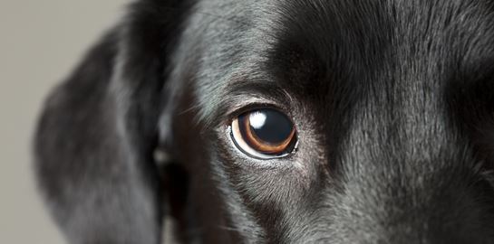 Τα ζώα βλέπουν τον κόσμο μας πολύ διαφορετικά