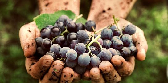 Η κλιματική αλλαγή απειλεί κάποια από τα καλύτερα κρασιά του κόσμου