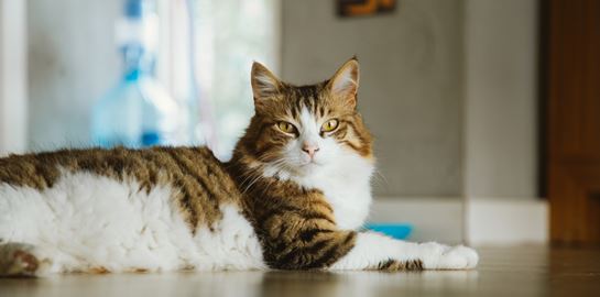 Ιάπωνες έφτιαξαν εφαρμογή που εντοπίζει αν πονάει μία γάτα