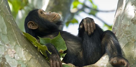 Πίθηκοι χρησιμοποιούν sex toys- εκπλήσσεται κανείς;