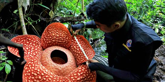 Το μεγαλύτερο λουλούδι στον πλανήτη έχει την χειρότερη μυρωδιά στον κόσμο