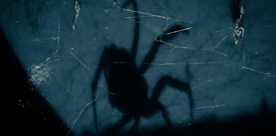 Και οι αράχνες έχουν δικαίωμα στο όνειρο