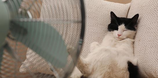 Πώς θα κρατήσεις τη γάτα σου δροσερή στον καύσωνα