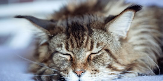 Οι πιο δημοφιλείς γάτες στο ίντερνετ