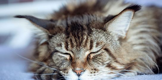 Οι πιο δημοφιλείς γάτες στο ίντερνετ